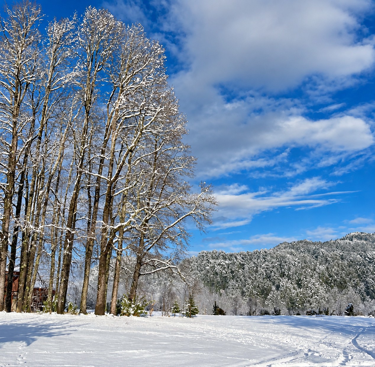 Árboles y bosque nevado en Ko-Panqui